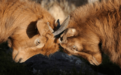 Should I use competing brokers?